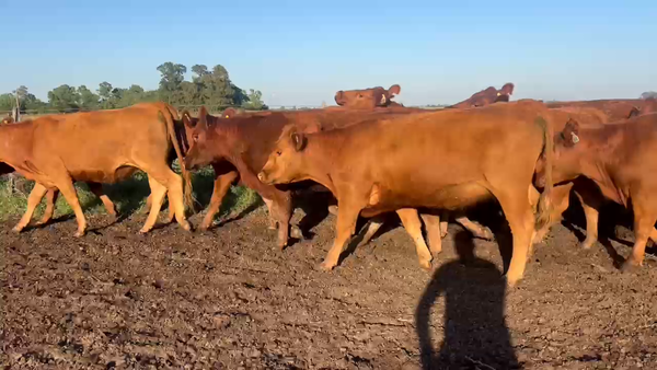 Lote 27 Vaquillonas C/ gtia de preñez