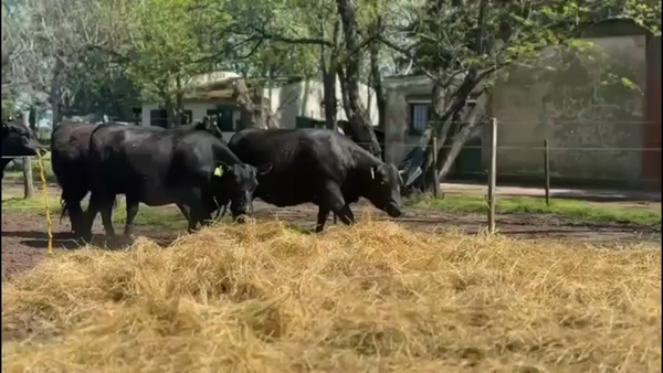 Lote 5 Vaquillonas PC