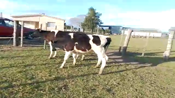 Lote 2 Terneros HOLANDO 150kg - , San José