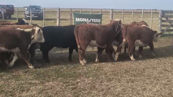 Lote 47 Novillitos en Espartillar