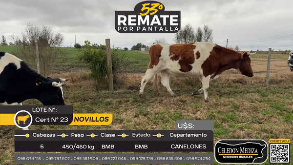 Lote 6 Novillos en Canelones, Canelones