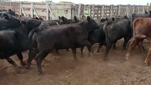 Lote 60 Terneros/as en Guaminí, Buenos Aires