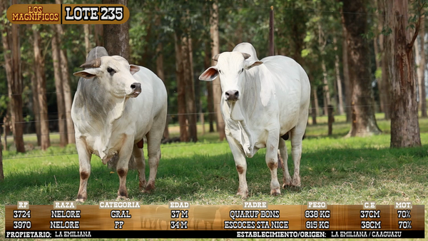 Lote LOTE 235 - VIVO