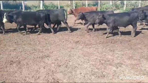 Lote 124 Terneros/as