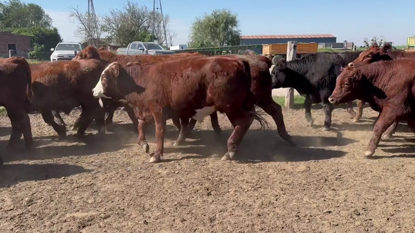 Lote 60 Novillo Consumo en Córdoba, Transito