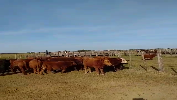 Lote 44 Terneros Braford y Angus Colorado en Constanza, Santa Fe