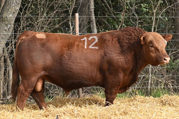 40150 — TOROS ANGUS PC