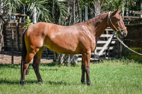 Lote TORERA LA CALAVERA
