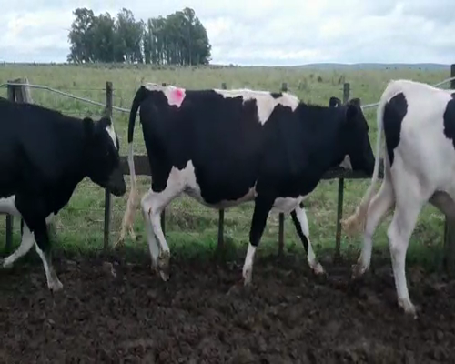 Lote 4 Vaquillonas  HOLANDO 400kg - , San José