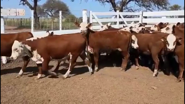 Lote 75 Vaquillonas Braford en Suardi, Sunchales