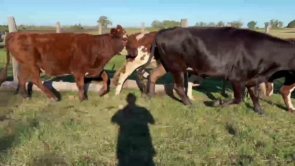 Lote VACAS DE INVERNADA