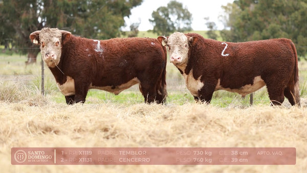 Lote ORDEN 16 TOROS PP