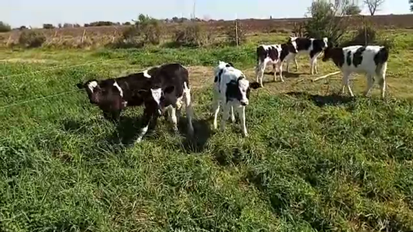 Lote 6 Terneros HOLANDO, San José