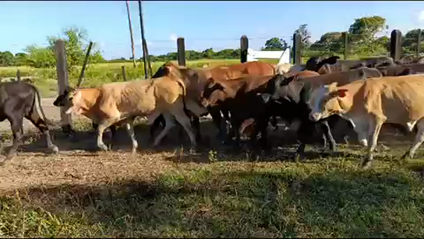 Lote 70 Terneros en Misión San Fco., Formosa