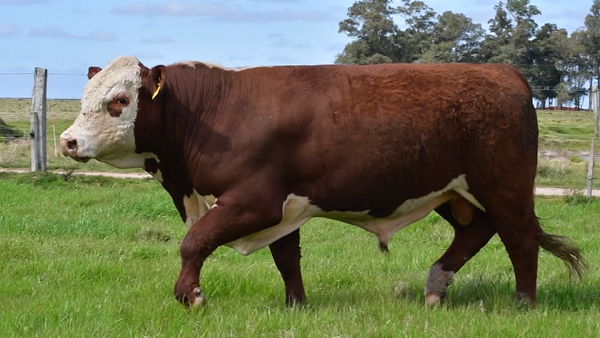 Lote Toros Hereford