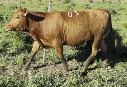 Lote Vaquillona PI RP 18