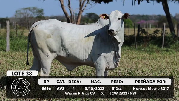 Lote LOTE 38