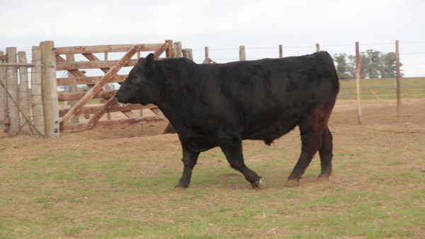 Lote TOROS PUROS DE PEDIGREE