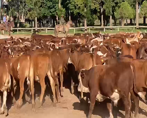 Lote 300 Terneros en Gral. San Martín, Chaco