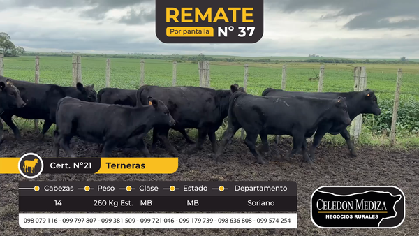 Lote 14 Terneros en Colonia