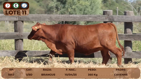 Lote LOTE 11