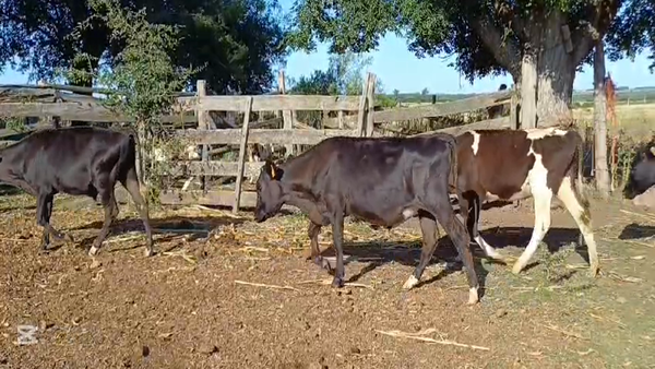 Lote TERNEROS HOLANDO