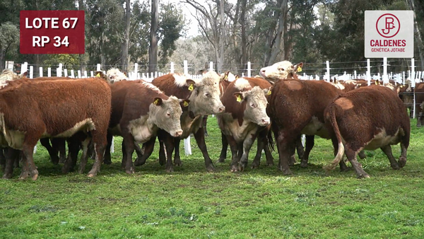 Lote VAQUILLONAS PURAS REGISTRADAS PREÑADAS POR SERV. NATURAL PARICIÓN PRIMAVERA