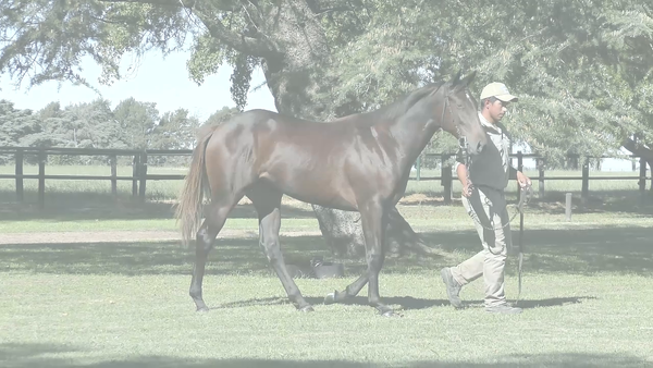 Lote TOCAR LA LUNA (MOOTASADIR -  ESTELA DE LUNA)