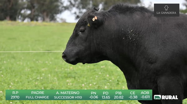 Lote Angus de La Ganadera