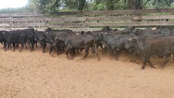 Lote 80 Terneros en Pampa de Los Guanacos, Santiago del Estero