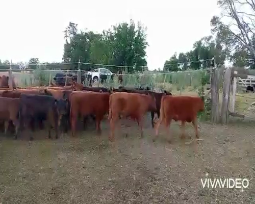 Lote 50 Terneros/as en Gral. Paz, Buenos Aires