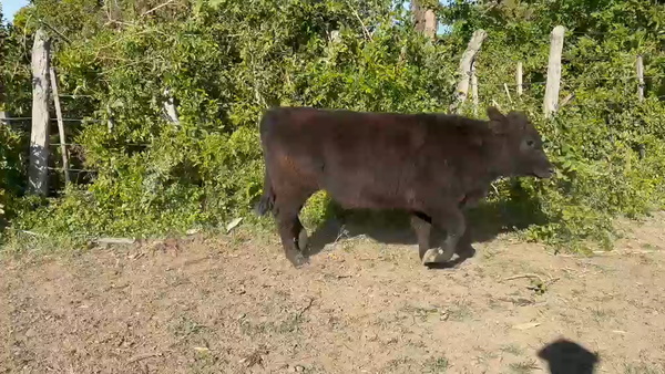 Lote 20 Terneros/as