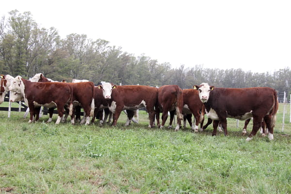 Lote VAQUILLONAS PREÑADAS PR POLLED HEREFORD -PARICION OTOÑO 2022-