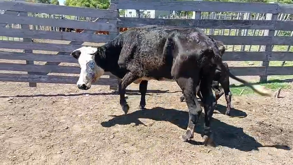 Lote 2 Piezas de cría 300kg - , San José