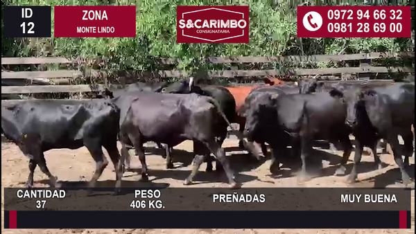 Lote 37 Preñadas
