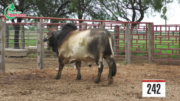 Lote Brahman