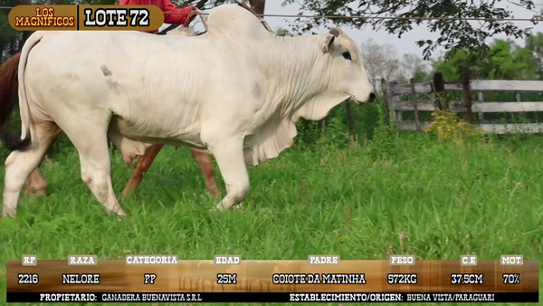 Lote LOTE 72