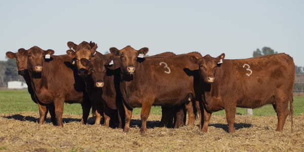 Lote VAQUILLONAS ANGUS PC PARICION PRIMAVERA