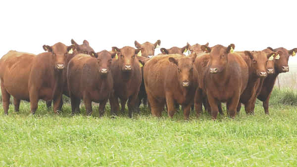 Lote VACAS  ANGUS COLORADAS   P. CONTROLADAS C/ GTIA DE PREÑEZ