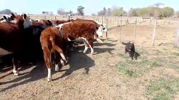 Lote 23 Terneros/as en San Andrés de Giles, Buenos Aires