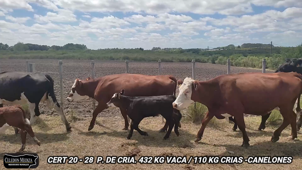 Lote 28 Piezas de cría en Canelones