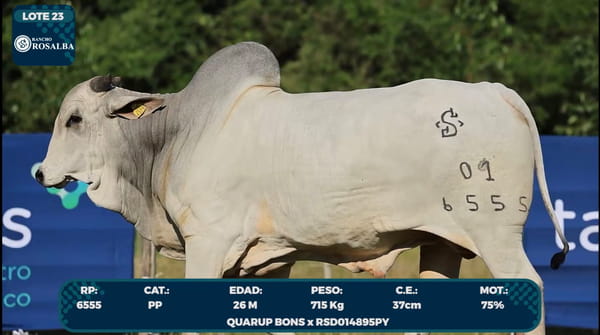 Lote LOTE 23