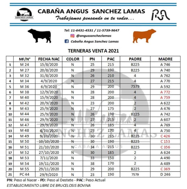 Lote 21 Terneras en Salazar, Buenos Aires