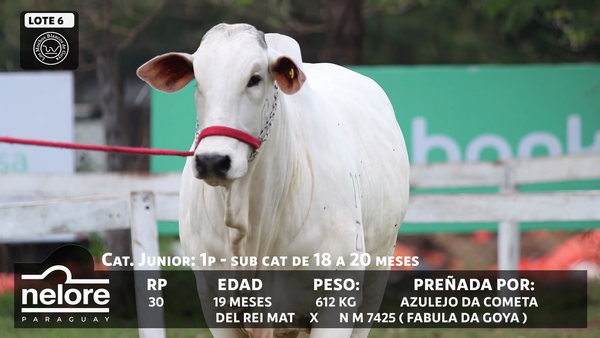 Lote LOTE 6 - BOZAL