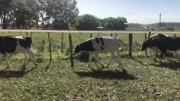 Lote (Vendido)22 Novillos Holando en Tala