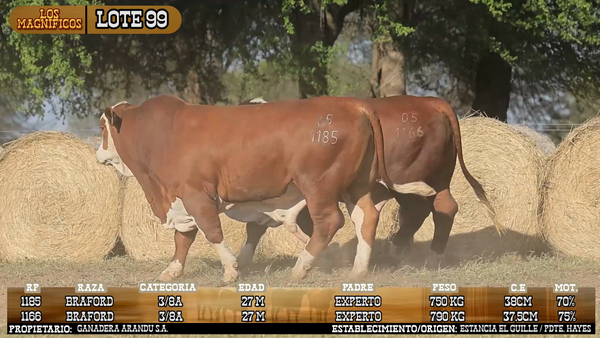 Lote LOTE 99 - VIVO