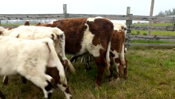 Lote Terneros y Terneras