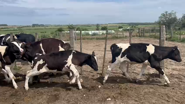 Lote 17 Terneros en Berrondo