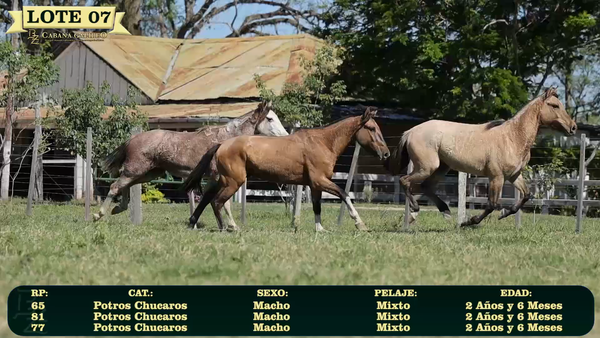 Lote LOTE 7