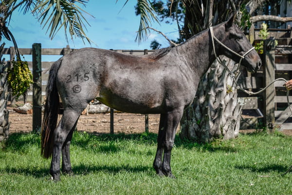 Lote ZAFADA LA CALAVERA
